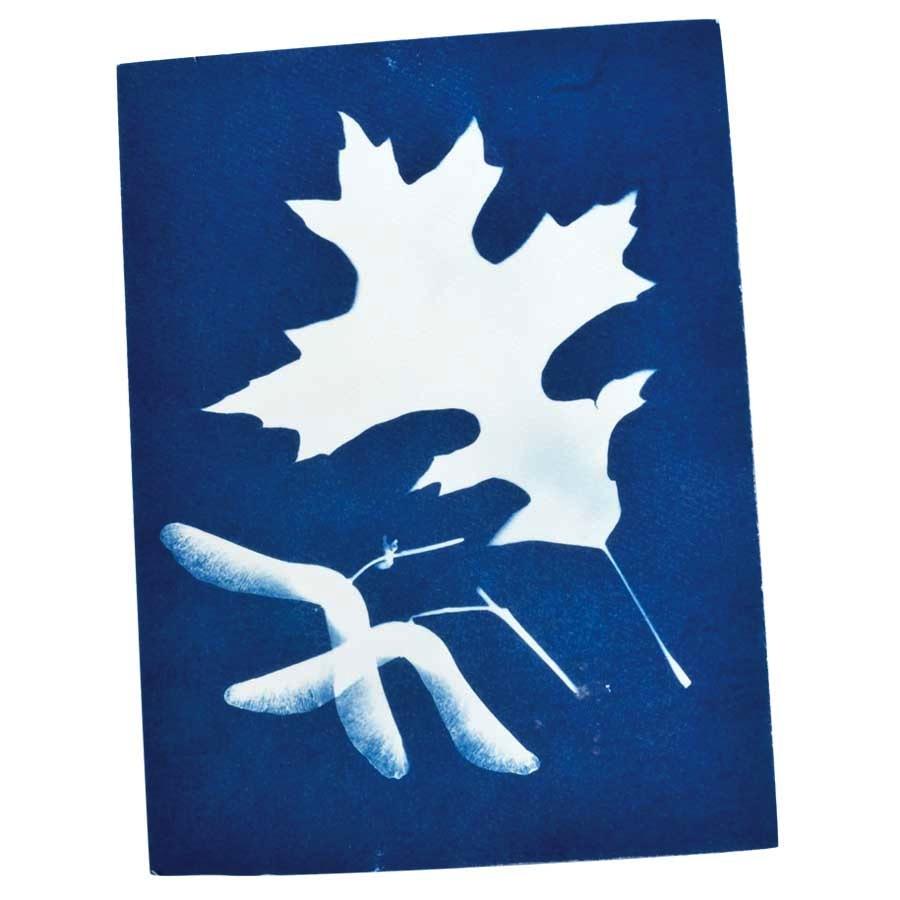 Kit Cianotipia 21 Pezzi - Carta Sensibile Al Sole A4 Per Stampa Blu Fai Da Te - Foto 14