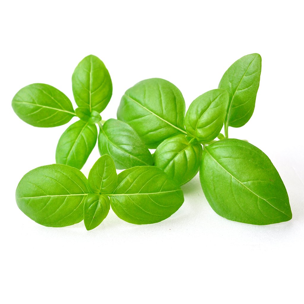 How To Raise Sweet Basil - Fasting Growing and Tasty