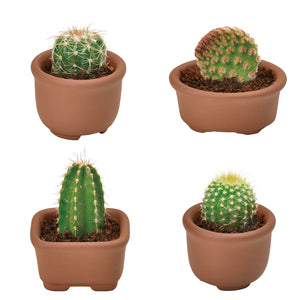 Green Capsule - Cacti Cuties
