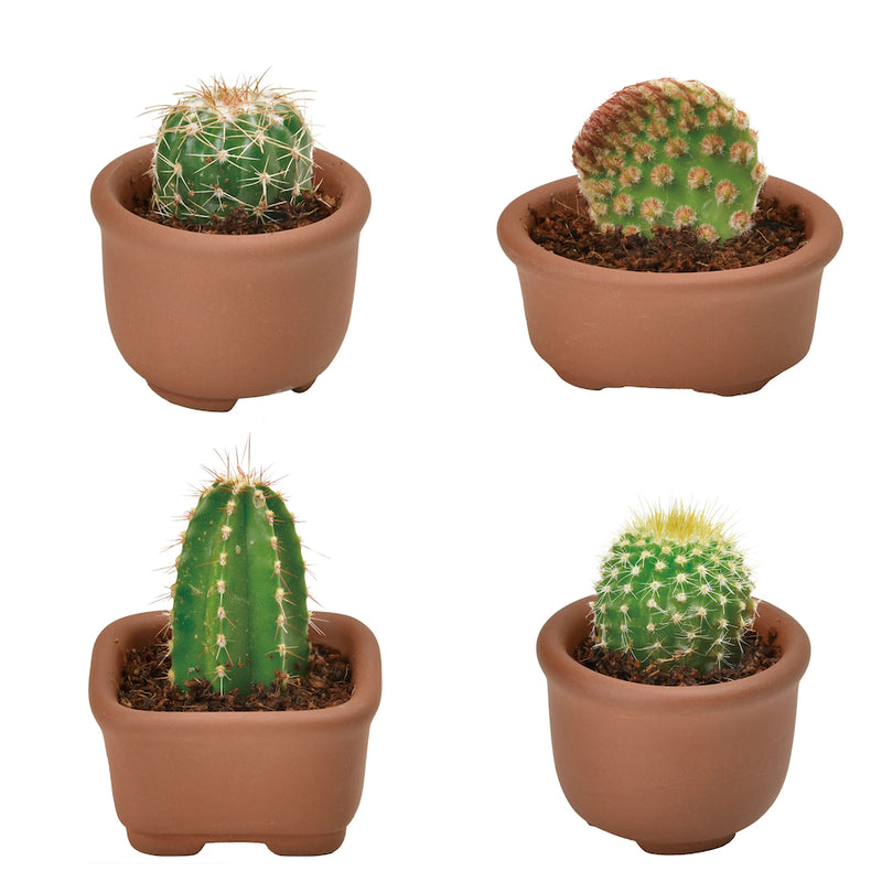 Green Capsule | Cacti Cuties